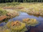 peatlands