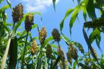 sorghum