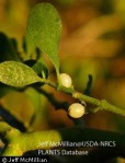 USDA-Mistletoe-berries-220x281