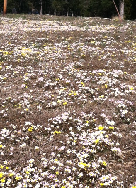 Cedar Glade Cress blooms in a field - 20 March 2013