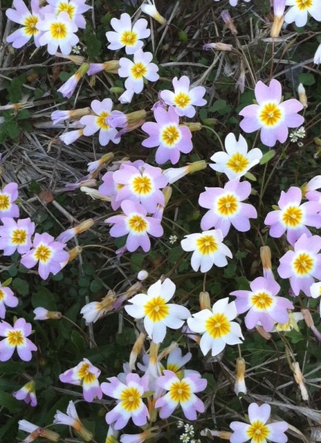 Leavenworthia Stylosa In the Glades - 20 March 2013