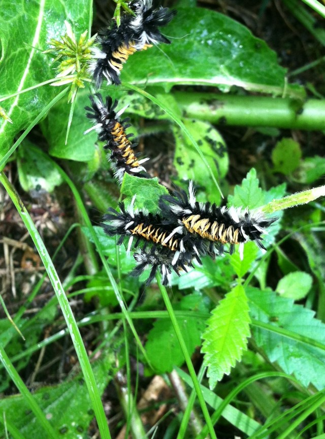 Milkweed Tussock moths feasting on Common Milkweed in Butterfly Garden - L. Robinson, 7 July 2013