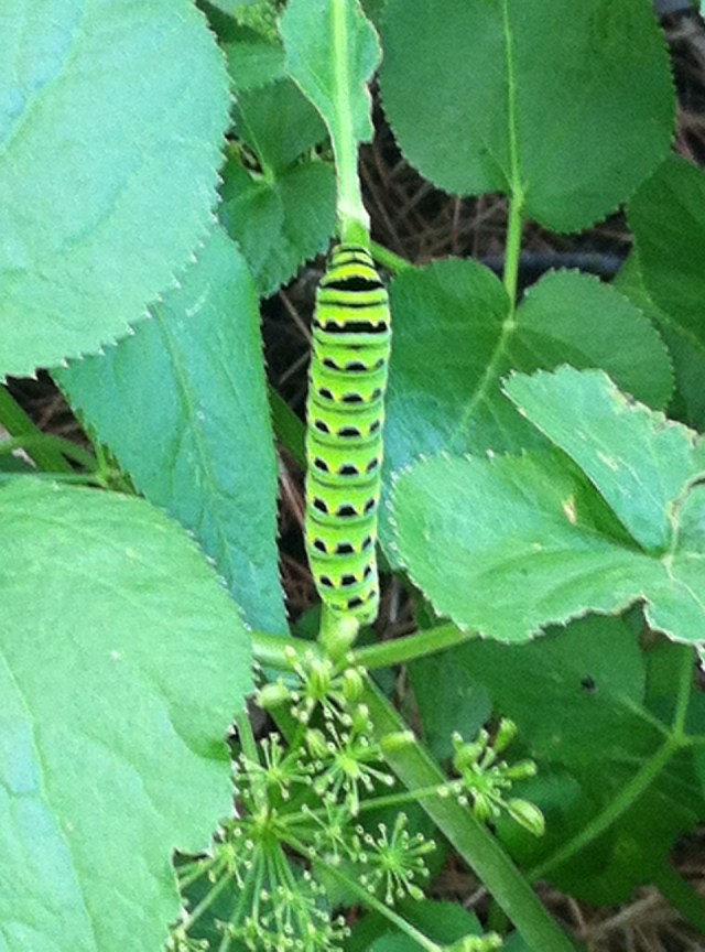Black Swallowtail feasting on Golden Alexander in Cedars of Lebanon Butterfly Garden - L. Robinson, 7 July 2013