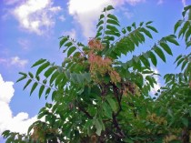 Ailanthus altissima image