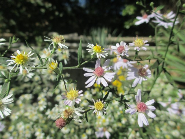Fall blooming asters are critical late blooming nectar plants for butterflies, especially Monarchs, that stock up for their long migration to Mexico. - L. Robinson, October 2013