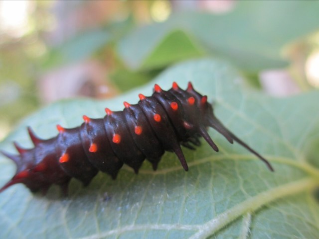 Late season Pipevine Swallowtail caterpillar (seen Oct. 8) will form a chrysalis and overwinter in the Cedars of Lebanon butterfly garden. - L. Robinson, October 2013