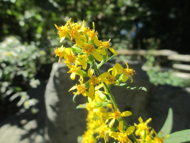 Goldenrod, a fall blooming plant favored by bees and butterflies. - L. Robinson, October 2013