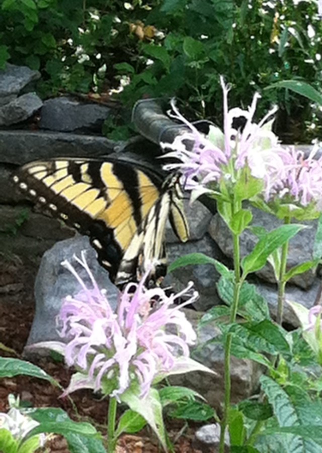 Bee Balm is an excellent nectar plant for Tiger Swallowtails - L. Robinson, July 2013