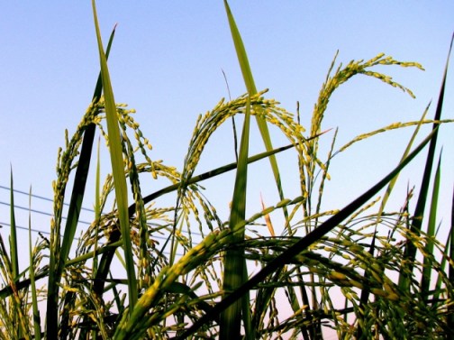 Weedy rice can pick up transgenes from genetically modified crop rice through cross-pollination. - Xiao Yang
