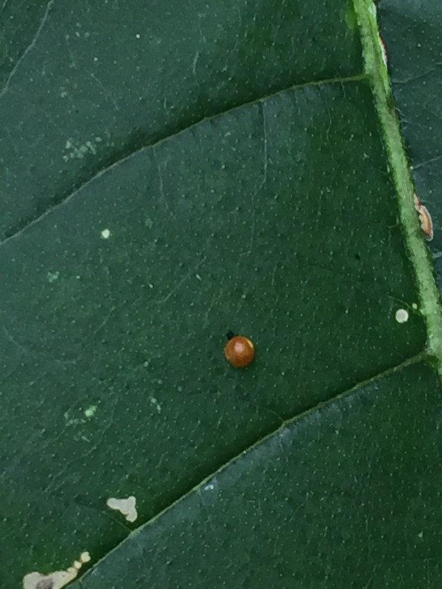 linda_robertson_cedars_butterfly_garden-20150712-IMG_1886