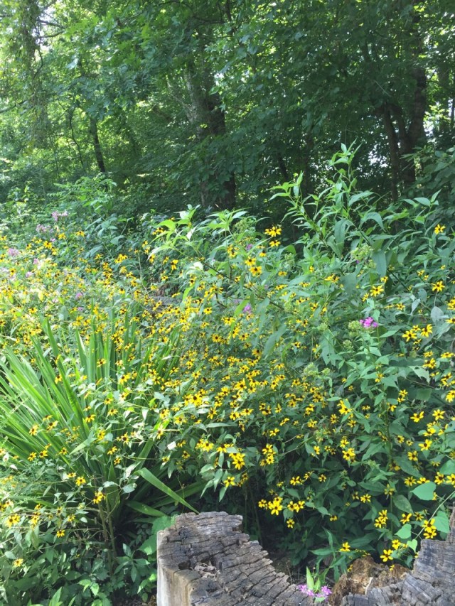 linda_robertson_cedars_butterfly_garden-20150809-IMG_2049