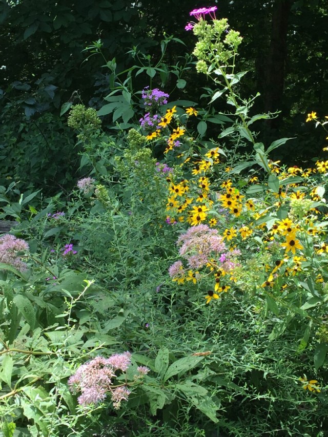 linda_robertson_cedars_butterfly_garden-20150809-IMG_2051