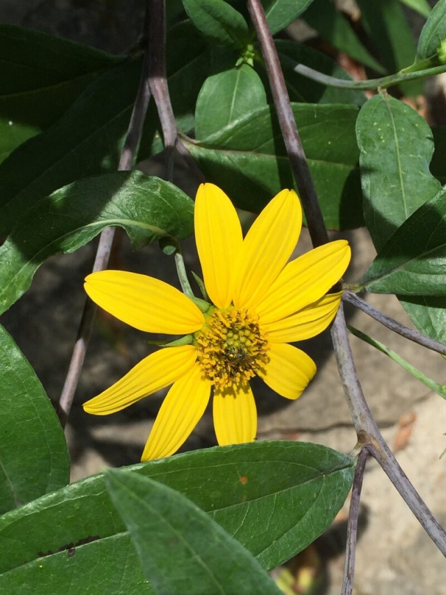 linda_robertson_cedars_butterfly_garden-20150809-IMG_2052