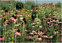 coneflowers