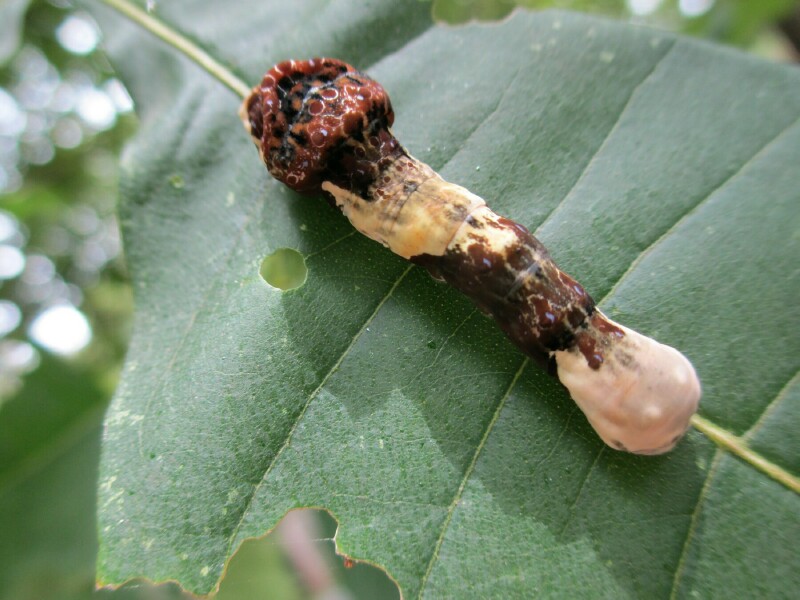 Giant Swallowtail caterpillar at Cedars of Lebanon State Park Butterfly Garden – 8 September 2014
