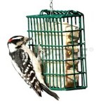 suet-feeder